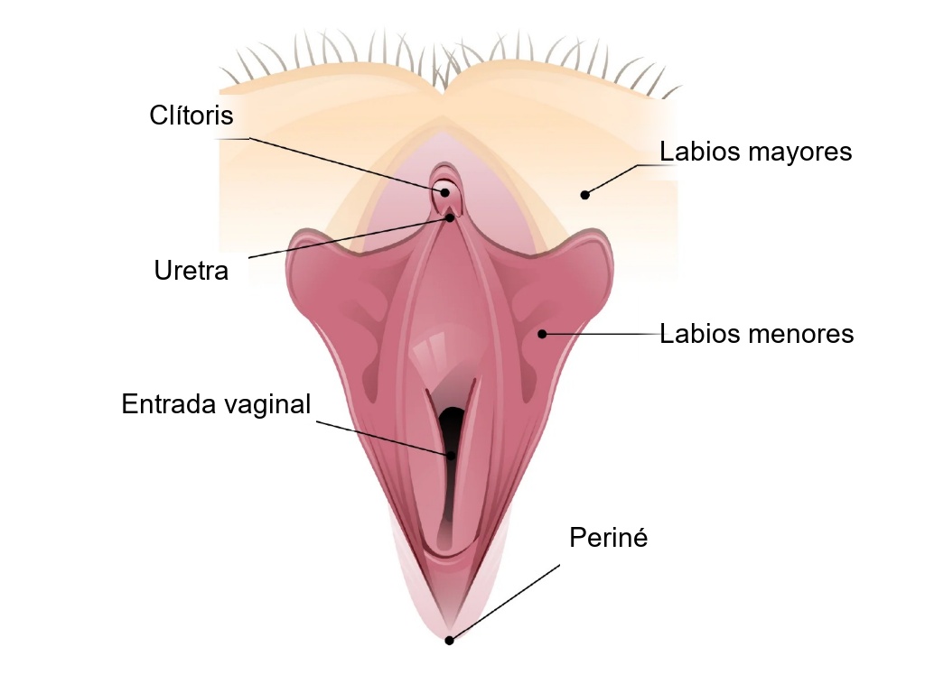 Ilustración de la anatomía externa de la entrada vaginal y vulva